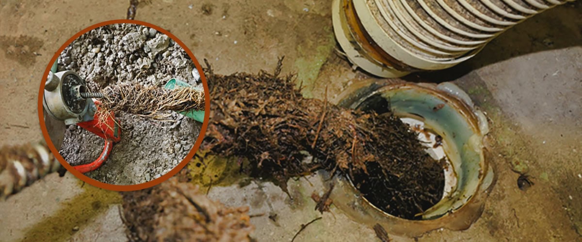 roots in sewer line